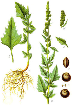 Chenopodium album
